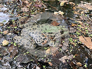 Frog in pond in spring