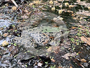 Frog in pond in spring