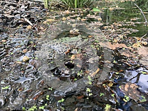 Frog in pond in spring