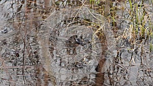 Frog in the pond. spring