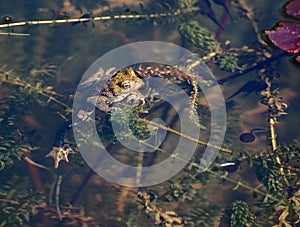 Frog in pond with tadpoles