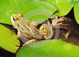 Frog pond