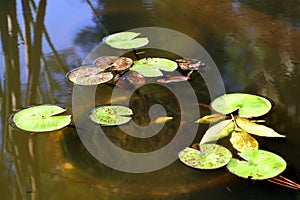 Frog in a pond with water lilies