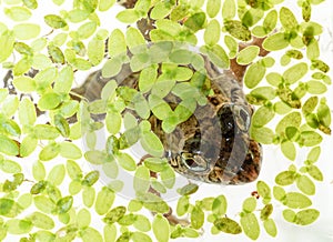 Frog in pond weed duck weed plant covering a still water sites creating good wildlife habitat