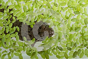 Frog in pond weed duck weed plant covering a still water sites creating good wildlife habitat