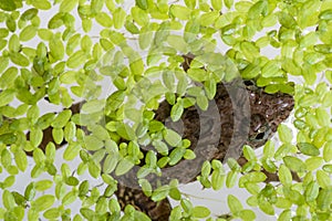 Frog in pond weed duck weed plant covering a still water sites creating good wildlife habitat