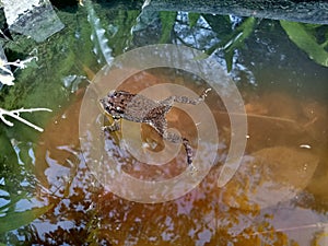 Frog in pool
