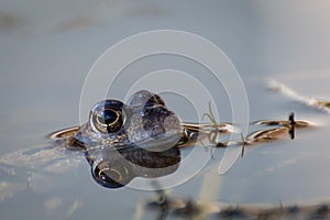 A frog in a pool