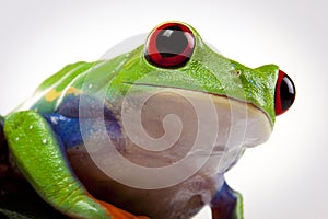 Frog Portrait