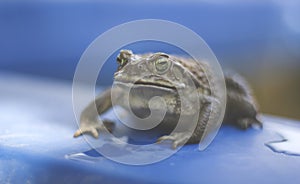 Frog Portrait Outdoor in the Water photo