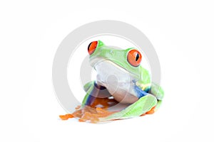 Frog posing isolated on white