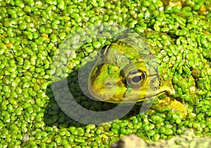 Frog prince macro