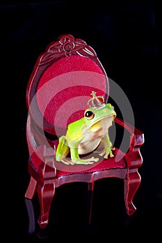 Frog prince on throne