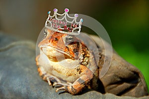 Frog Princess