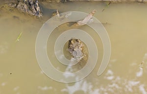 Frog in the puddle in nature
