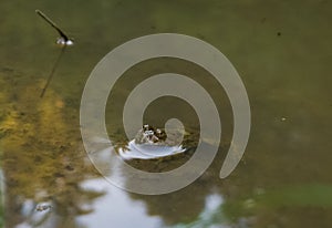 Frog in the puddle in nature