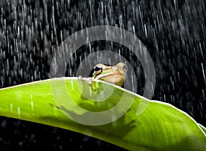 Frog in the rain