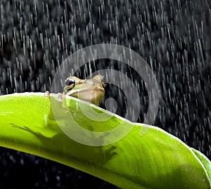 Frog in the rain
