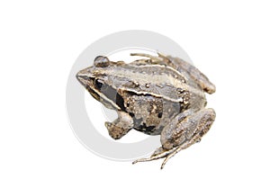 Frog Rana arvalis