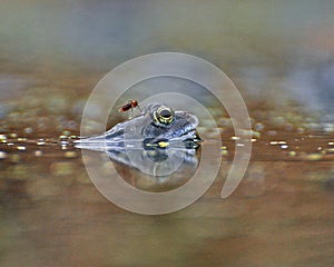 Frog Rana arvalis in the water with a mosquito