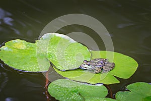 Frog Rana ridibunda pelophylax ridibundus locate on water lily leaf in pond. Natural habitat and nature concept for design