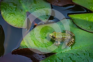 Frog Rana ridibunda pelophylax ridibundus sits in pond on green leaf of water lily. Close-up of small frog in natural habitat