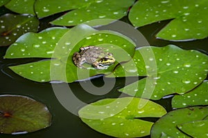 A frog Rana ridibunda sits in a pond on the green leaf of the water lily and looks into the camera.