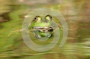 Frog Reflection