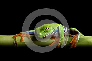 Frog at rest, isolated black