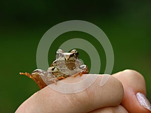 Frog
