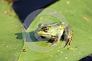 A Frog resting on a lotus leaf