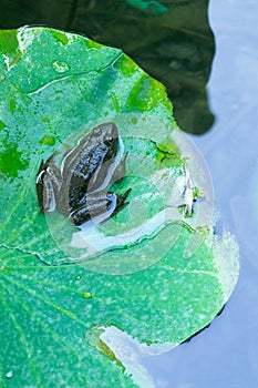 Frog resting on a lotus leaf
