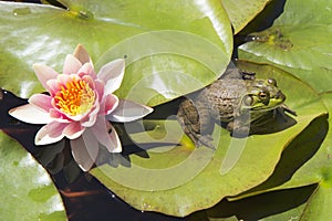 Frog resting on a lotus leaf