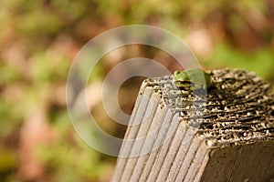 Frog resting on a tree