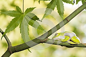 Frog resting on tree