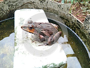 Frog is resting on water bucket