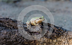 green sierra frog Sierran Treefrog photo