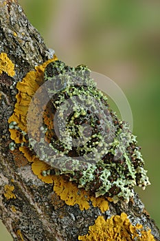 Frog Theloderma corticale