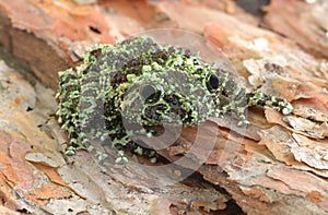 Frog Theloderma corticale