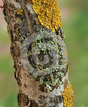 Frog Theloderma corticale