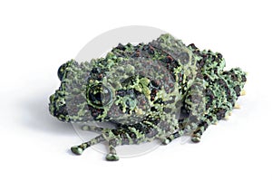 Frog Theloderma corticale