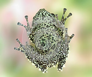 Frog Theloderma corticale