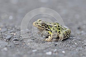 Frog on road