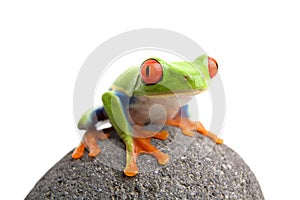 Frog on rock