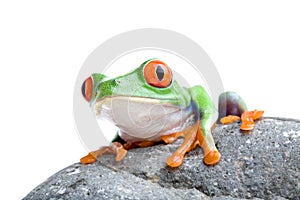 Frog on a rock