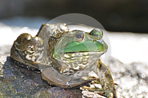 Frog on rock