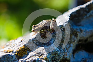 Frog on rock