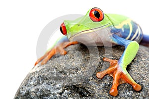 Frog on a rock isolated