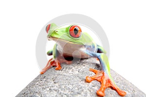 Frog on a rock isolated