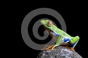 Frog on rock isolated black